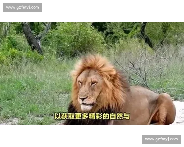 佩德里非洲 Safari 玩心跳：与狮共舞求生欲爆棚